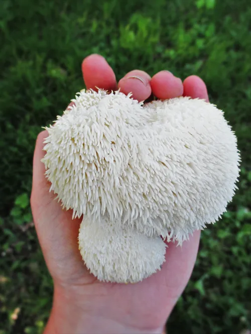 Lion’s Mane