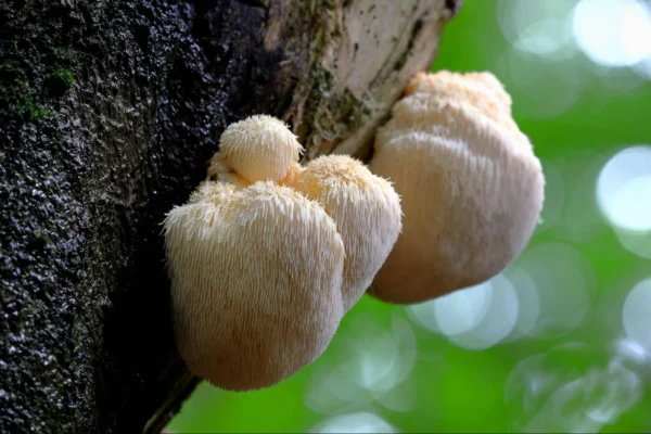 Lion’s Mane - Image 2